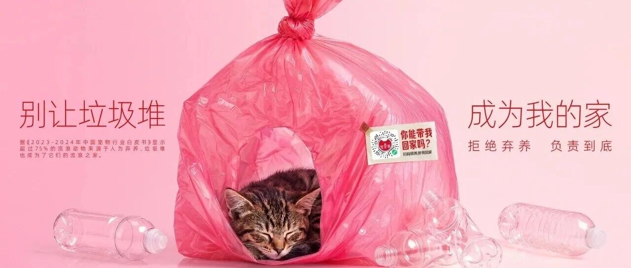 一年捡20只流浪猫很难不共情天猫这支广告封面