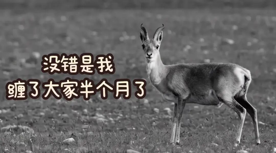 05-普氏原羚.jpg